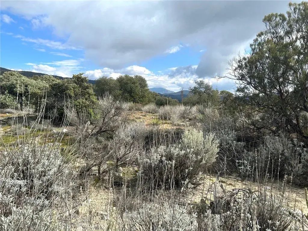Oak, Anza