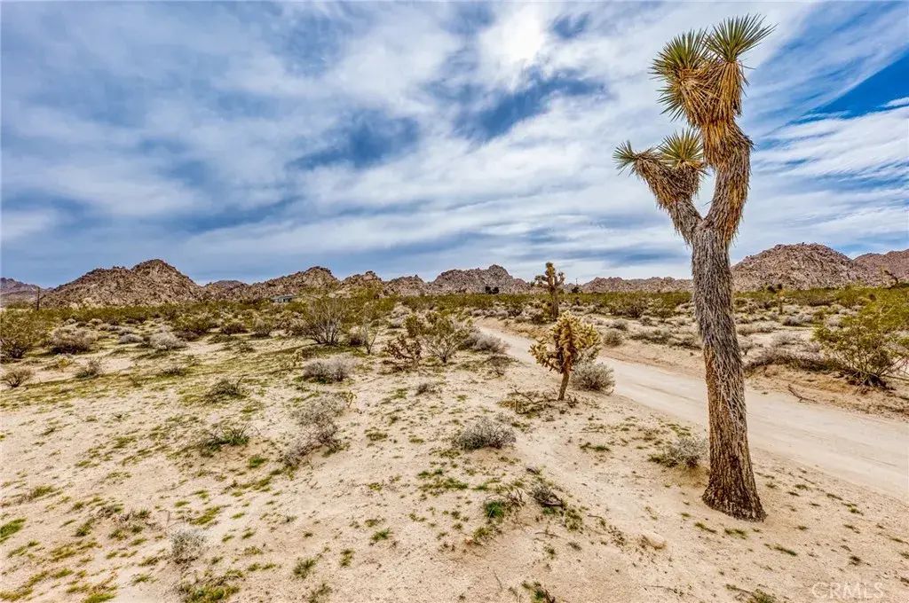 130 Hollinger, Joshua Tree