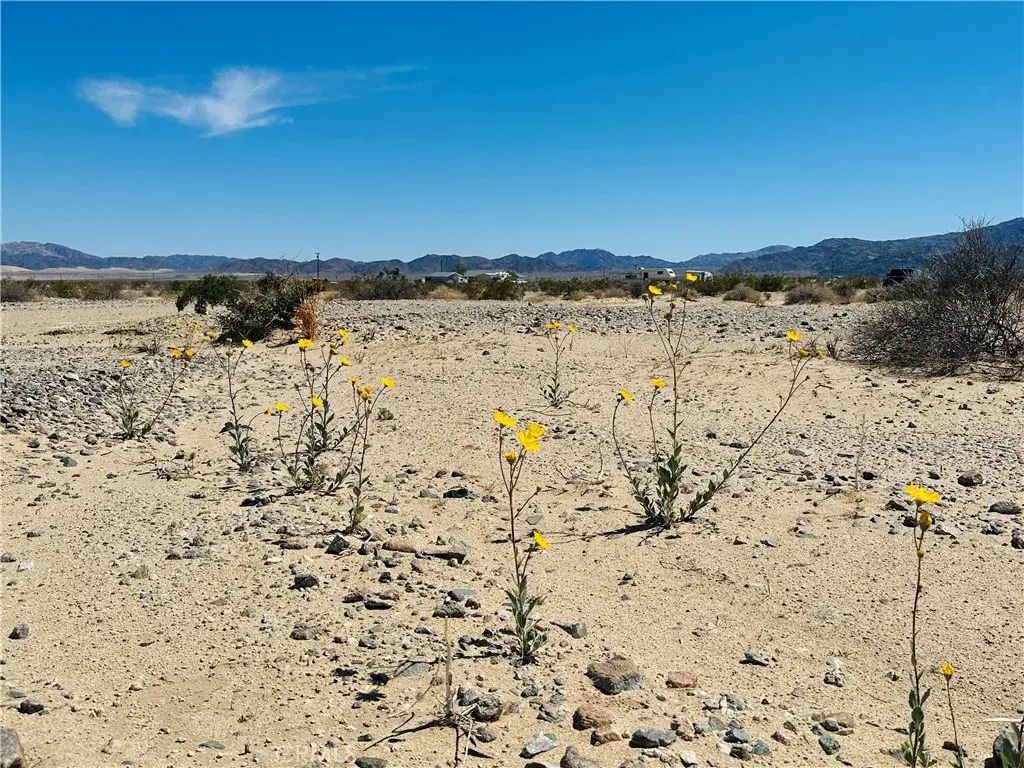 Stormy, 29 Palms