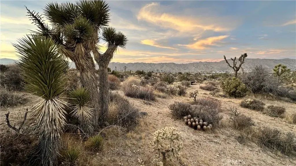 55370 Bunny, Yucca Valley