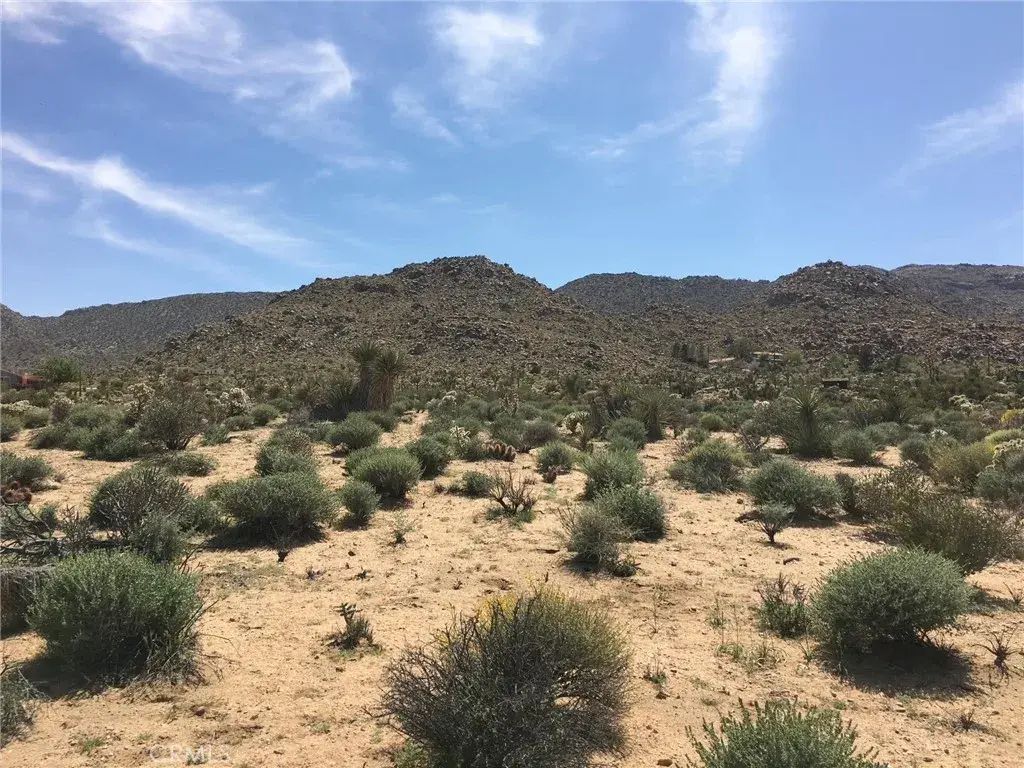 Sandalwood, Joshua Tree
