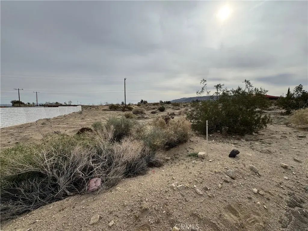 Elm (tamarisk), 29 Palms