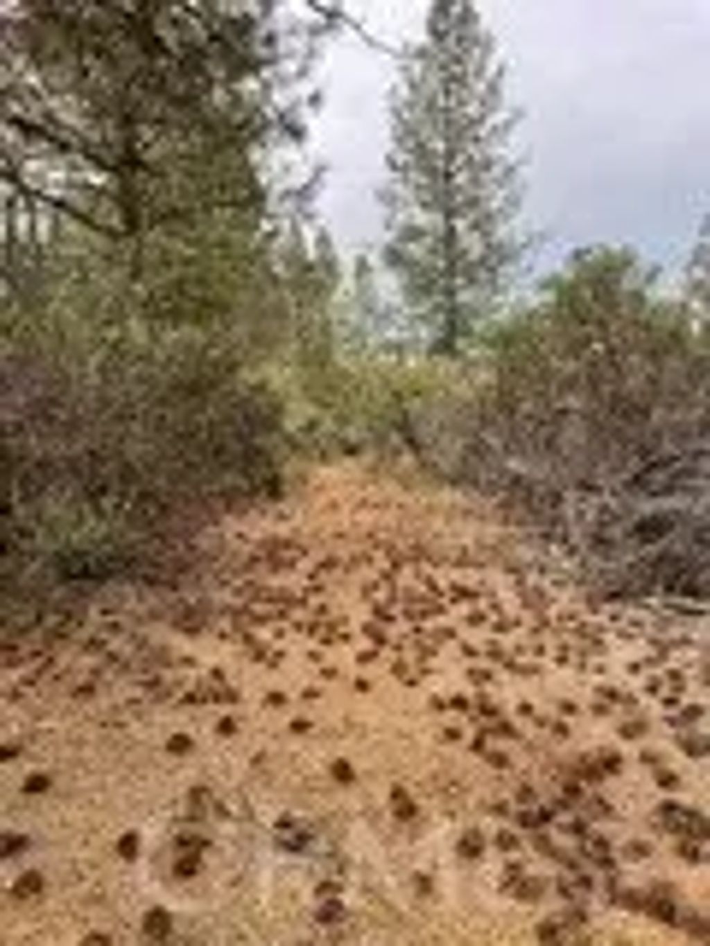 Fitzgerald, Forest Ranch