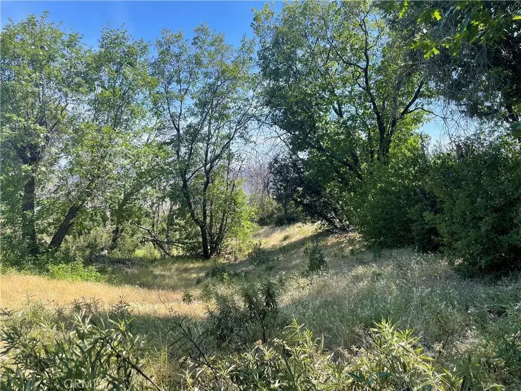 363 Raccoon, Berry Creek