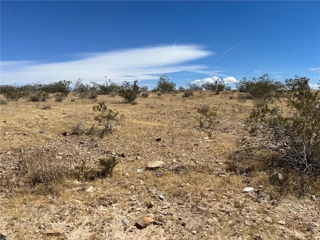 Leaping Lizard, Apple Valley