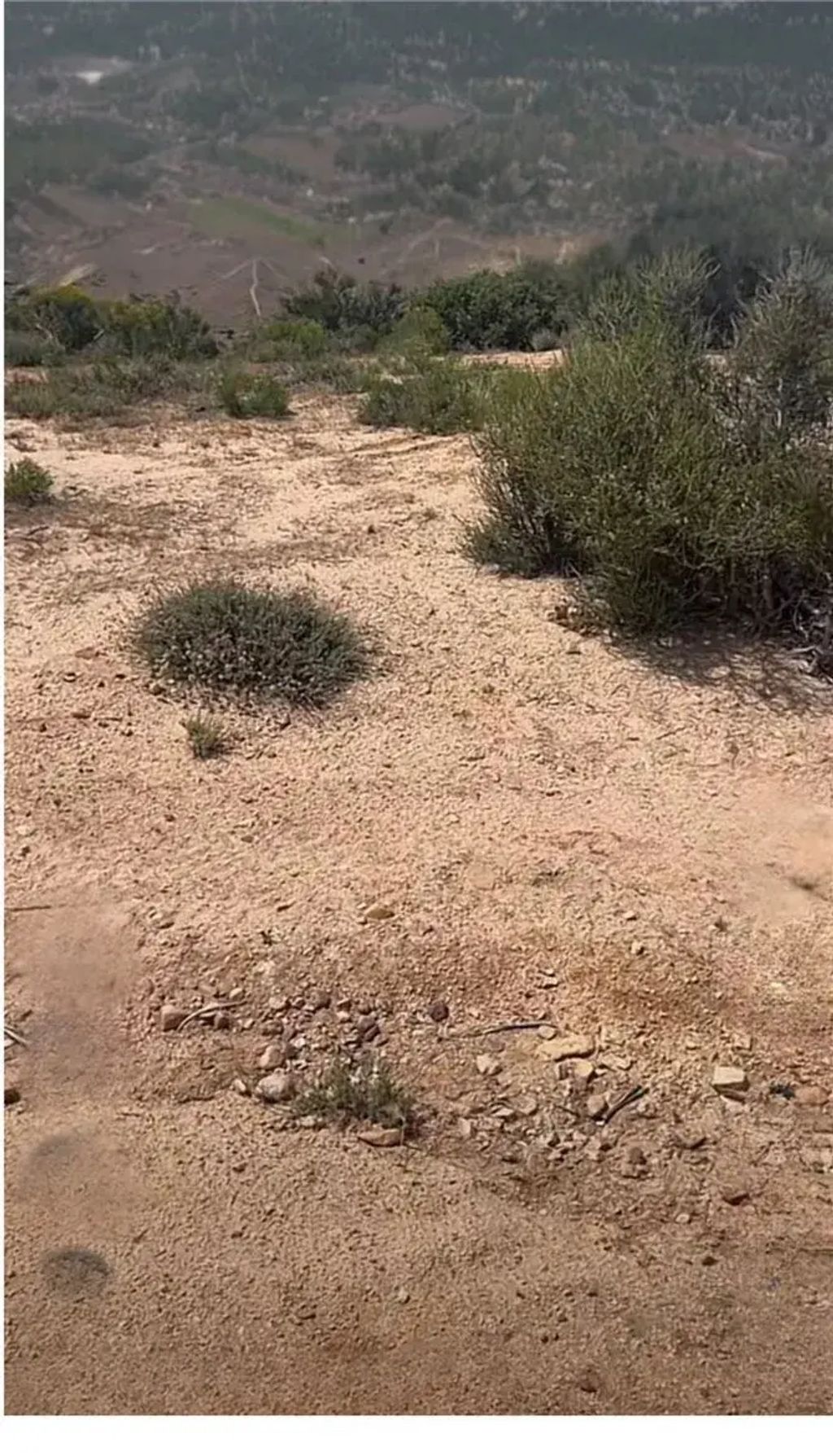 1 Mcconneny, Hesperia