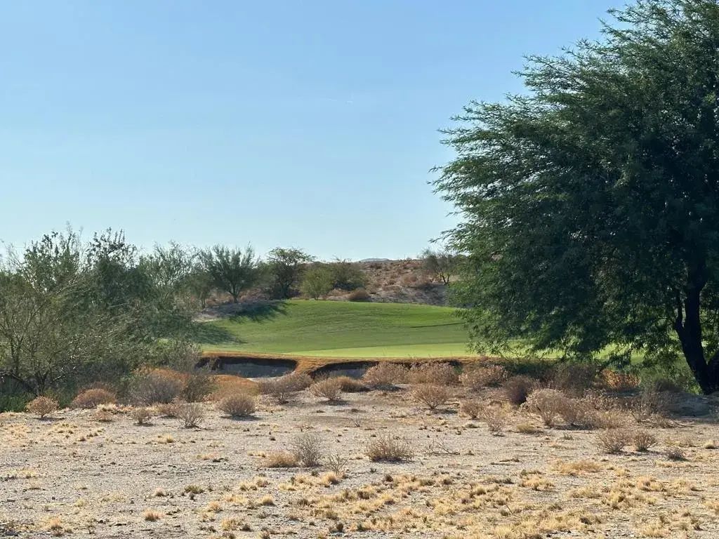 Roadrunner, Borrego Springs