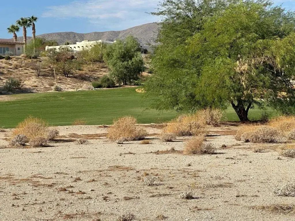 Roadrunner, Borrego Springs
