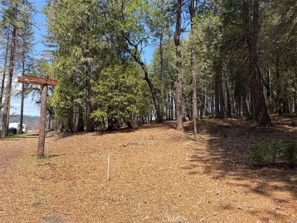 4631 Dear Abby, Forest Ranch