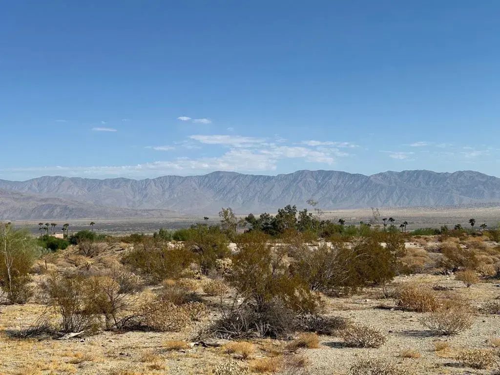 Roadrunner, Borrego Springs