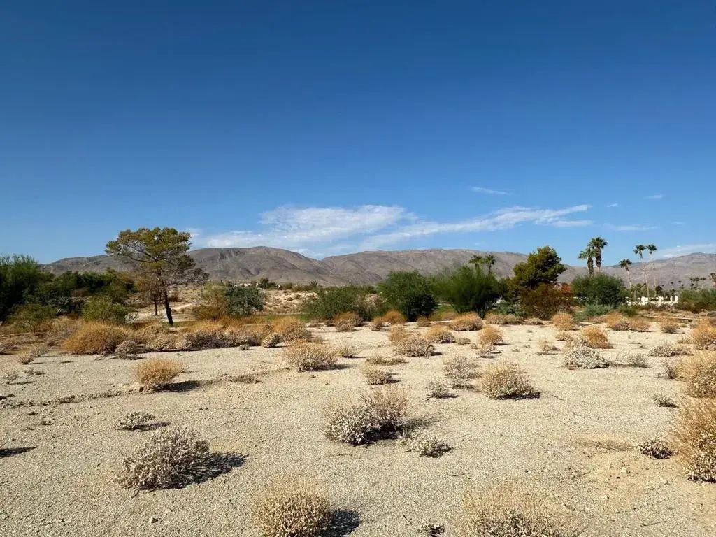 Roadrunner, Borrego Springs