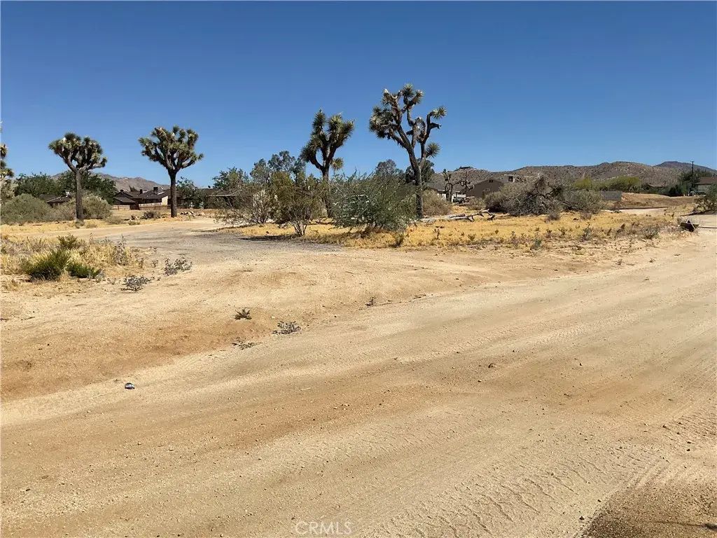 Primrose, Yucca Valley