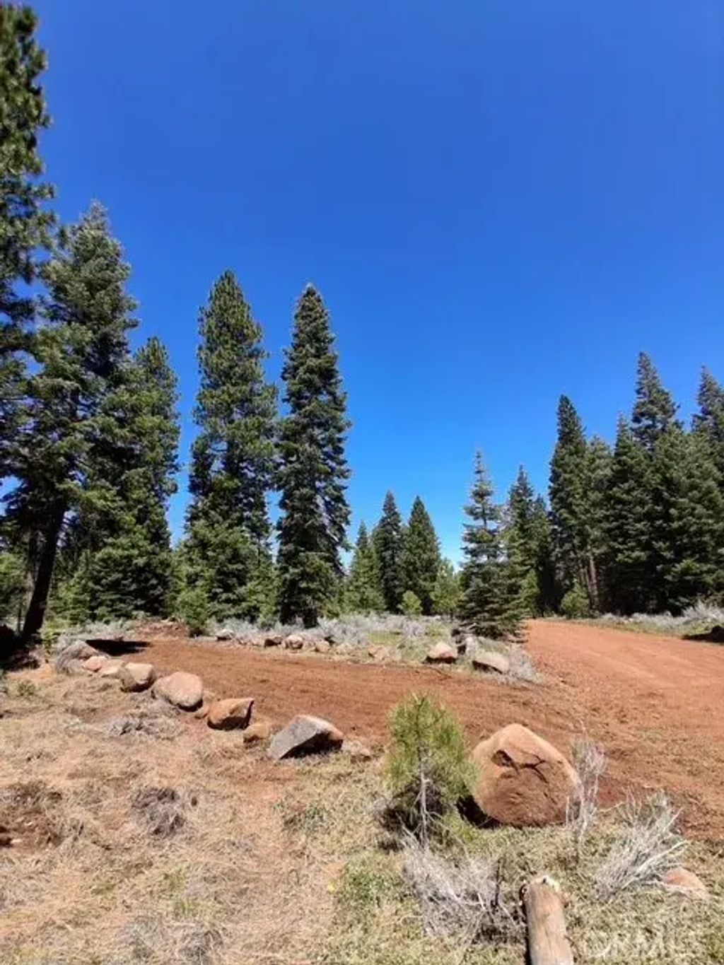 Sunset Drive, California Pines
