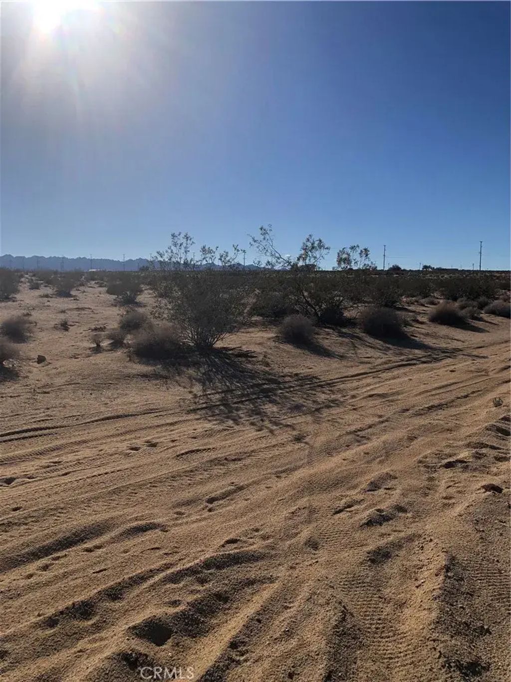 1 Pampas, 29 Palms