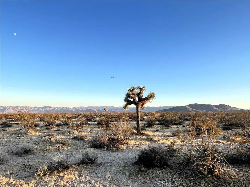 1010 Celeste, Joshua Tree