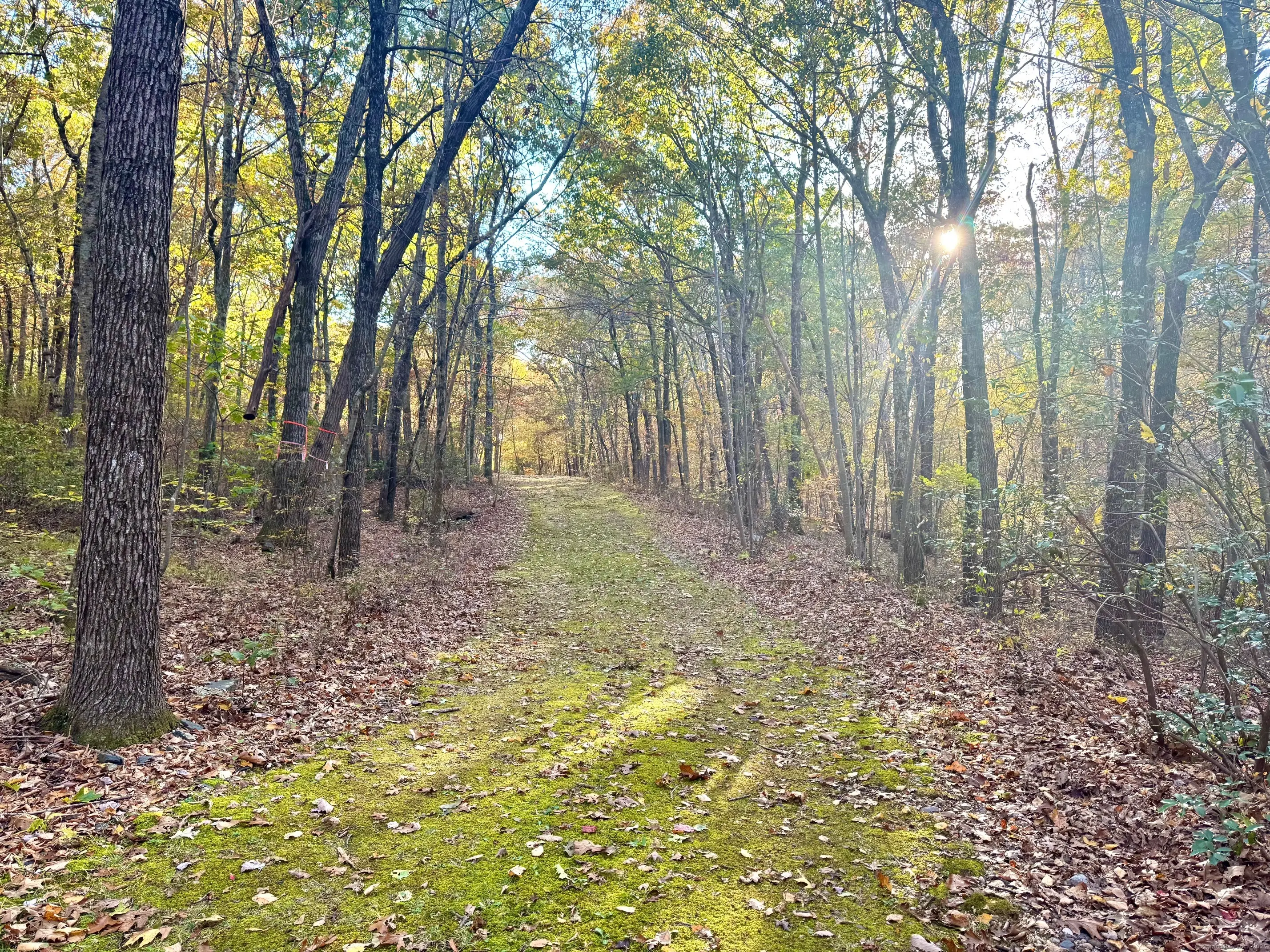 Mountain Laurel Drive, Middletown