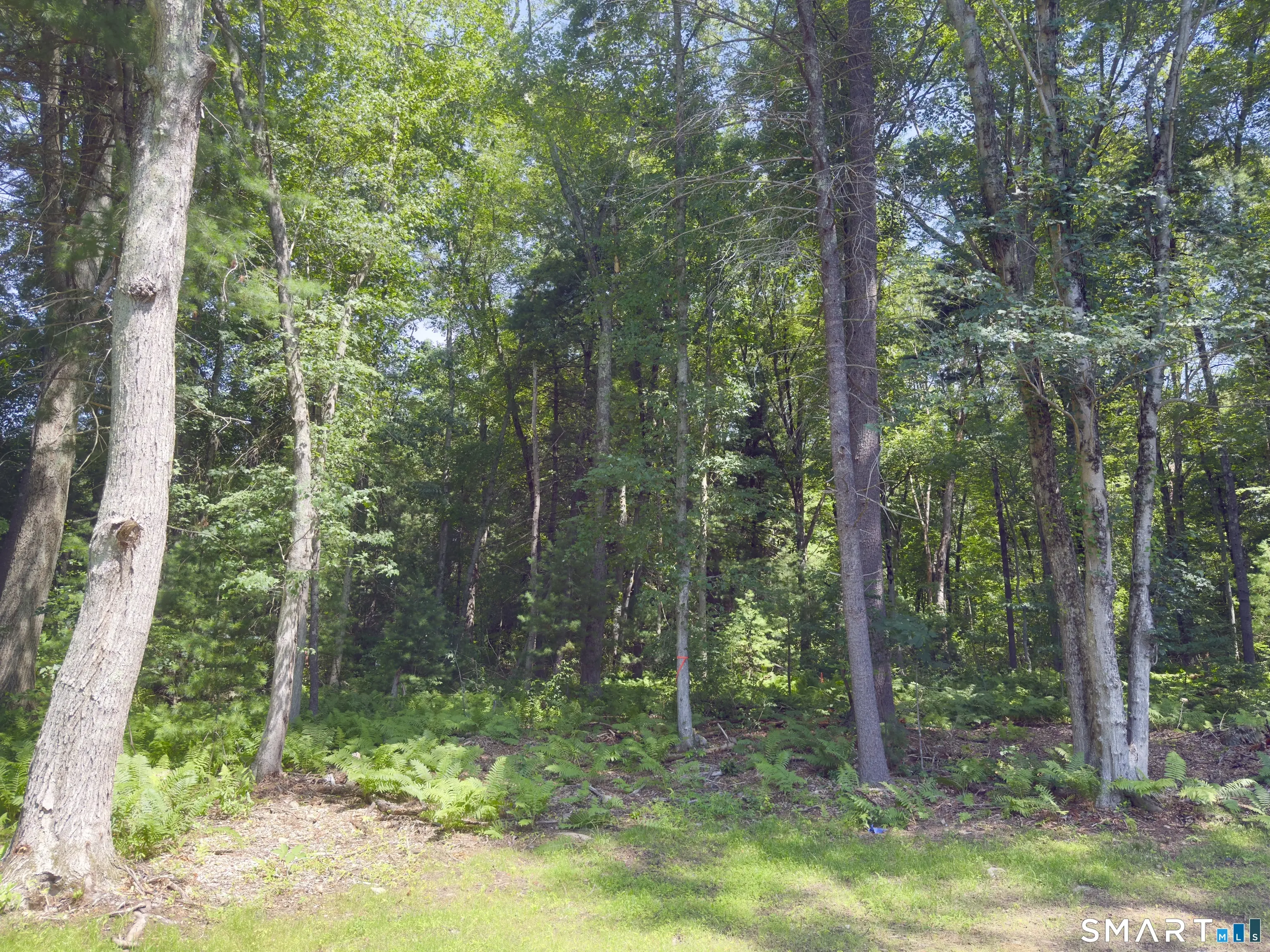 Collelo Avenue, Plainfield