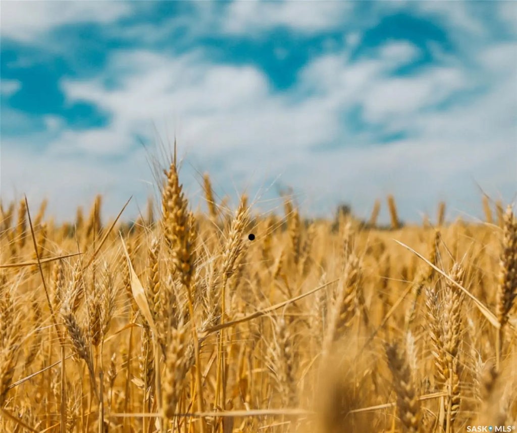 Konotopetz Quarter Farmland, Perdue Rm No. 346
