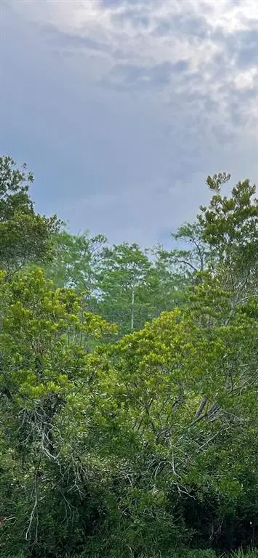 Malauka Loop, OCKLAWAHA