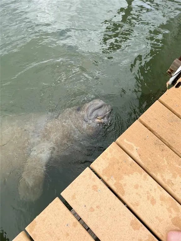 Gulf Shores Realty: 45 14c7af369ee7039a46f7d215d27a1c39 l