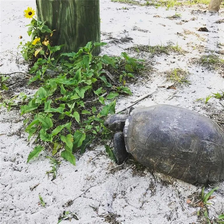 Gulf Shores Realty: 46 76eadfa14e71cf738993a1f62600f21a l