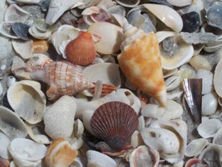 Gulf Shores Realty: 48 669719f75ebc51db8ff85bc31db6f45a s