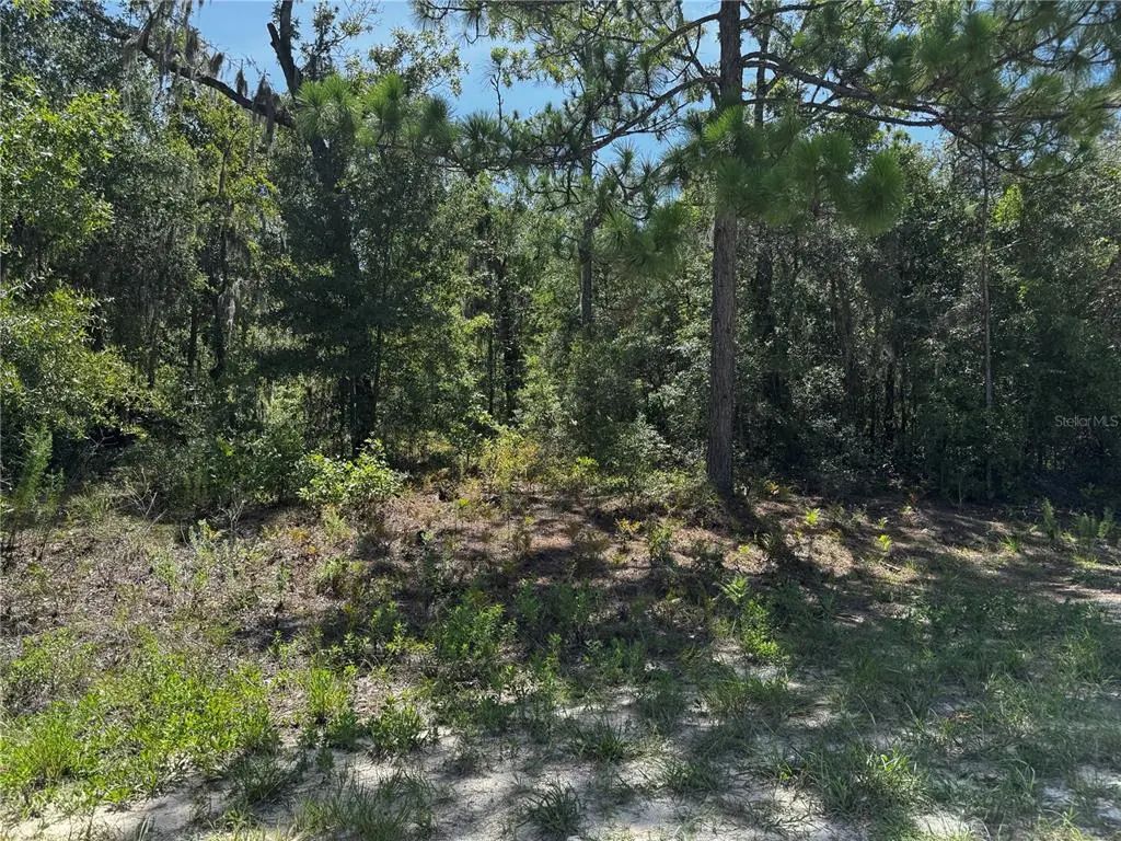 Crider Road 3, WEEKI WACHEE