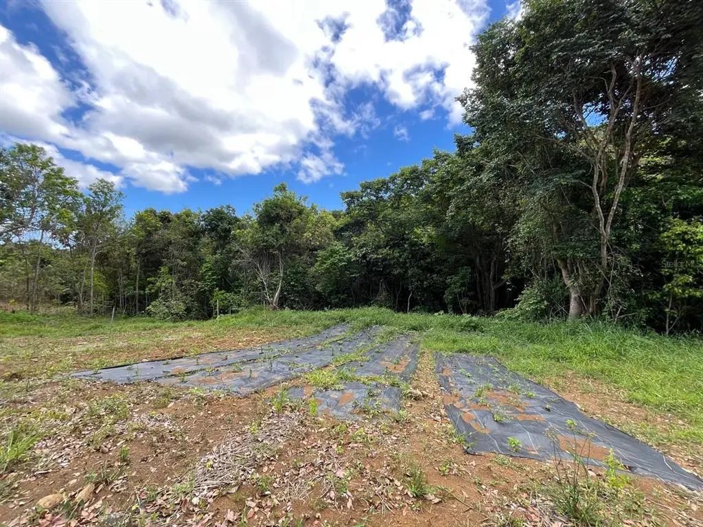 Lot 5 Km 2.5 Carretera 856, CAROLINA
