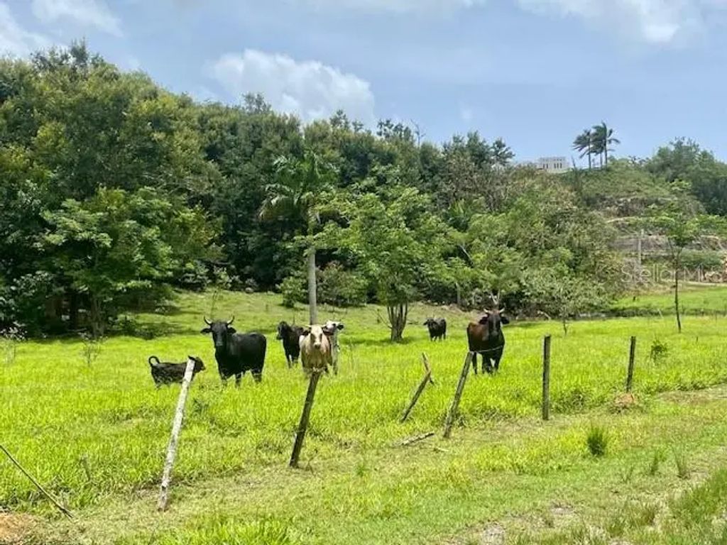 Pr 155 Ramal 646, VEGA BAJA