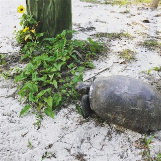 Gulf Shores Realty: 9 76eadfa14e71cf738993a1f62600f21a s