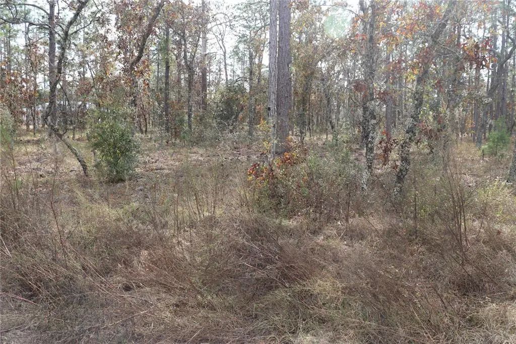 Geranium Avenue, DUNNELLON