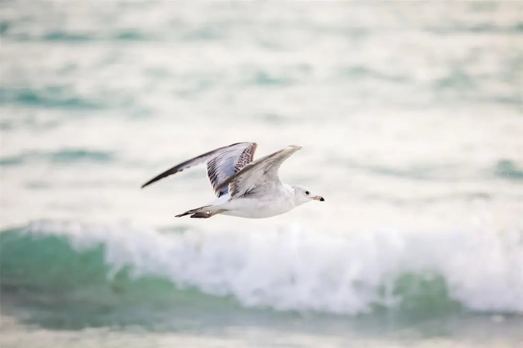 Gulf Shores Realty: 54 e9601be9093c09c5939c42428c8b33e1 l