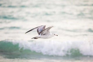 Gulf Shores Realty: 54 e9601be9093c09c5939c42428c8b33e1 s