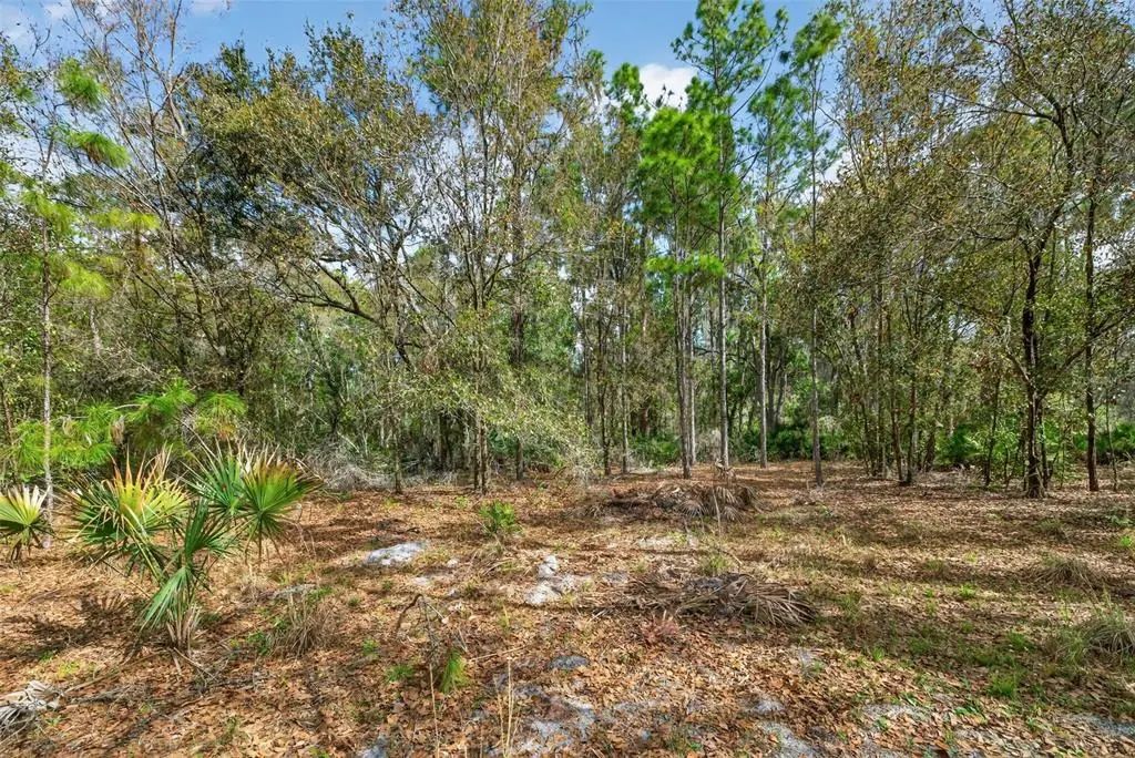 11803 Dog Hollow Lane, LITHIA