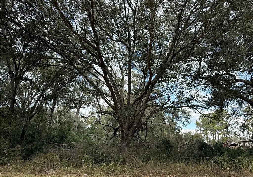 Hilda Rd, DADE CITY