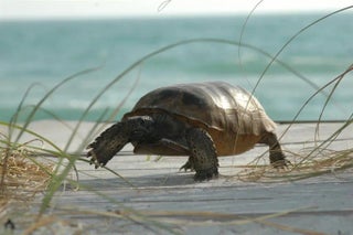 Gulf Shores Realty: 17 ccae5b93cb67e17e3c756ad79f226d0e s