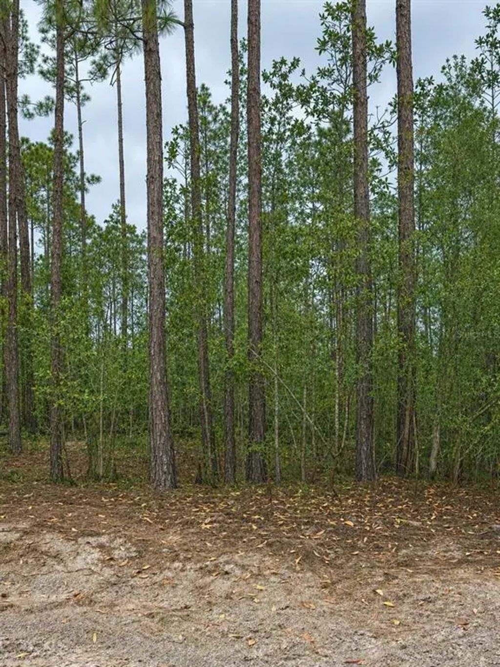 Tbd Nw 2nd Avenue, PALATKA