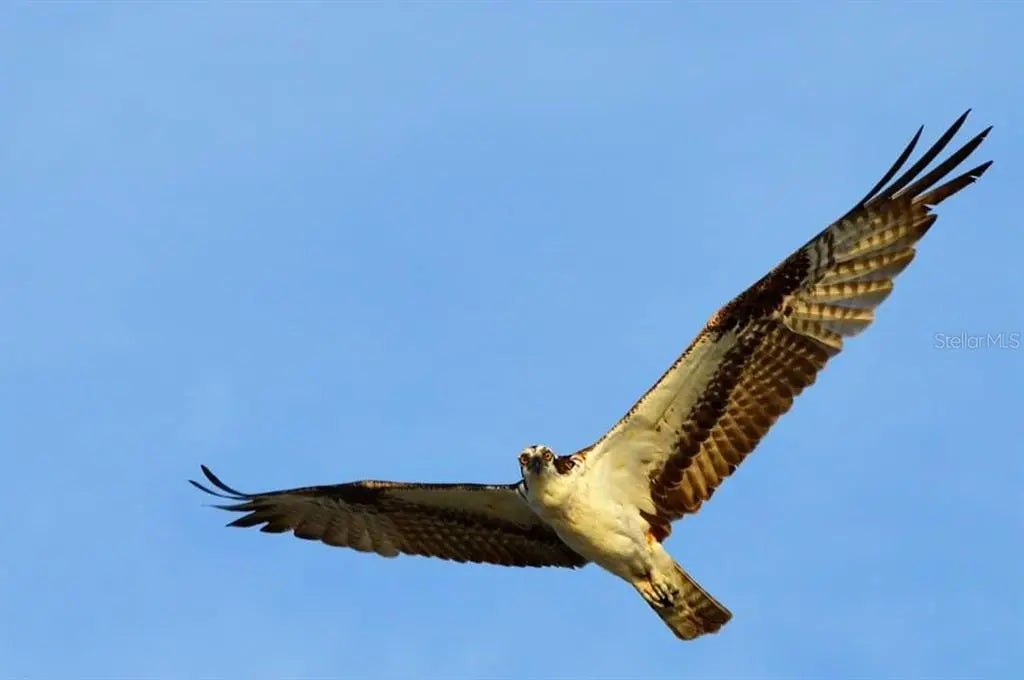 Gulf Shores Realty: 64 f9317cc735d75f3ee349a484ce05aa0d l