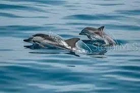 Gulf Shores Realty: 31 09211295b1367545233a0287ee13e7a7 s