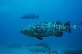 Gulf Shores Realty: 32 7bf8be912cd7c938a03bc7d4dcf3d0b0 l