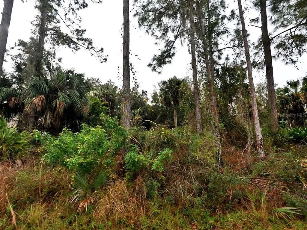 Cissus Avenue, NORTH PORT