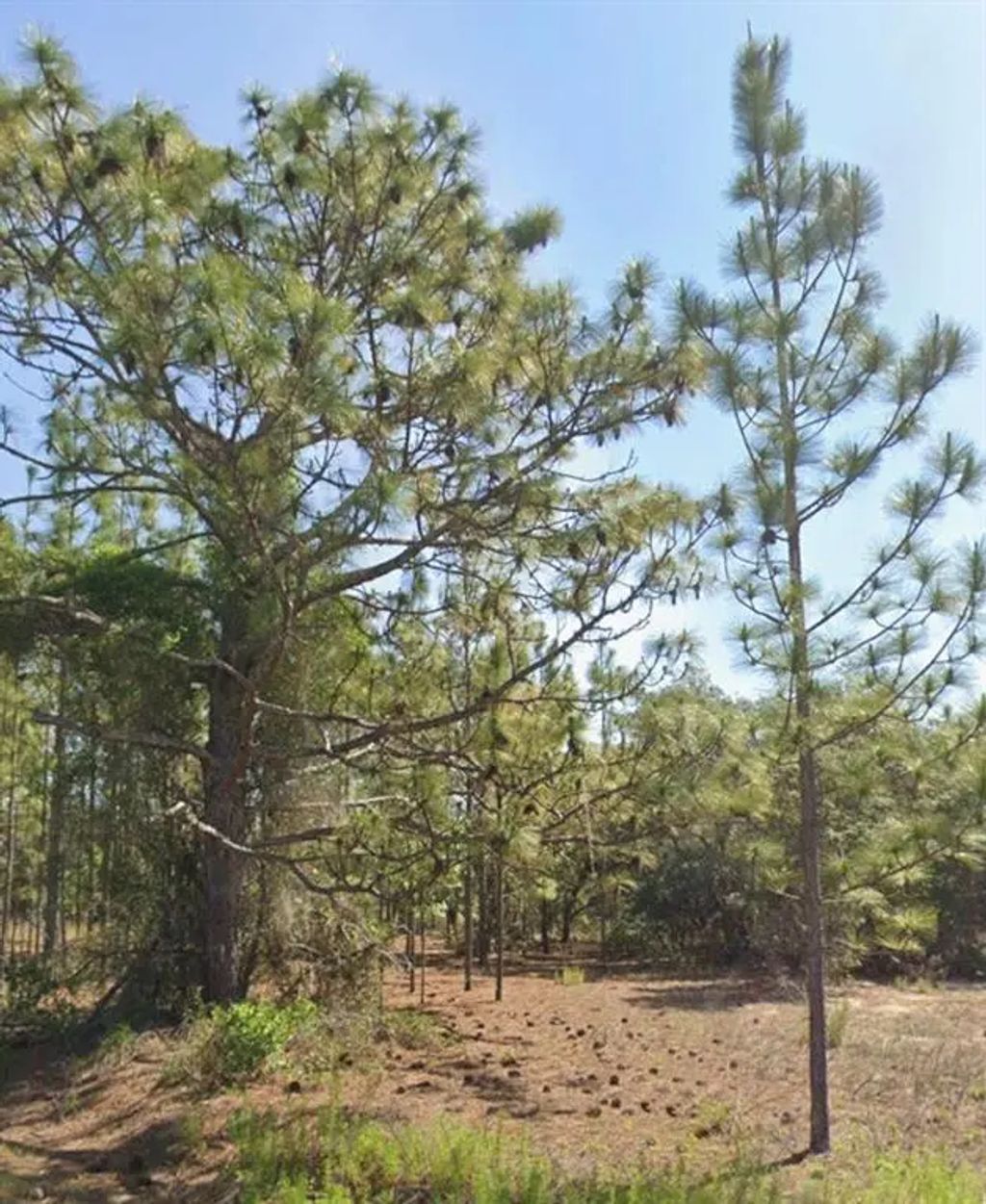 Tbd Sw Floral Court, DUNNELLON