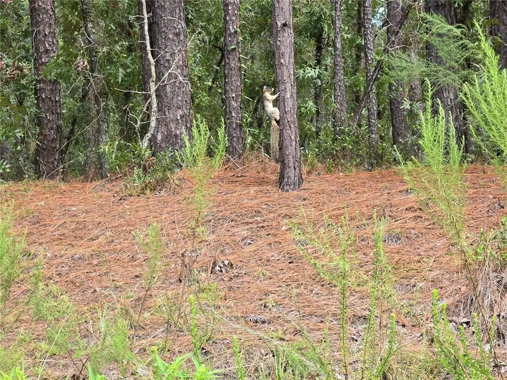 Sw 76th Lane, DUNNELLON
