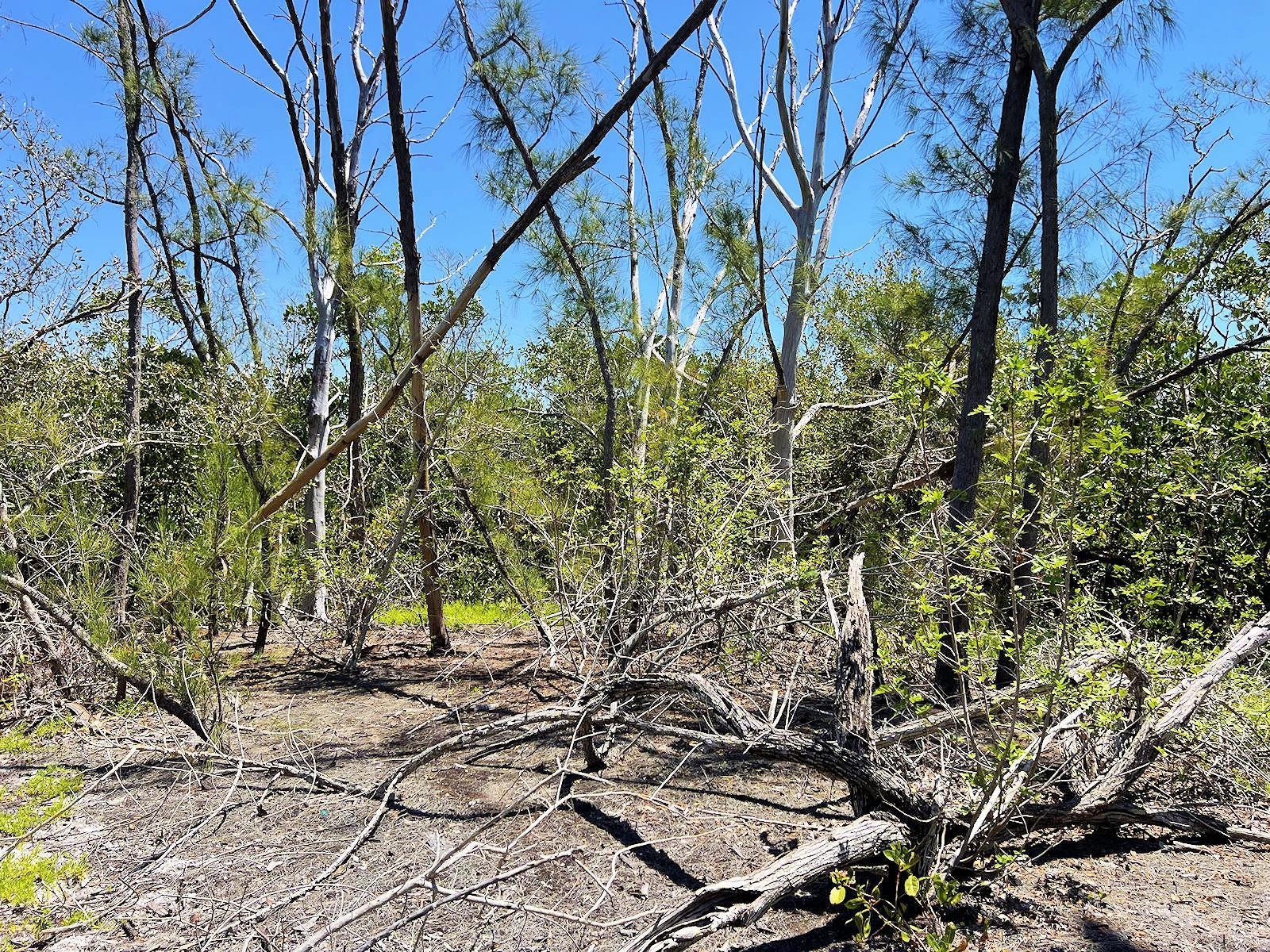 Photo of Listing #C7506730