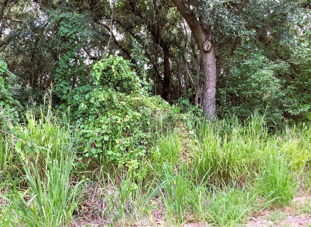 Avalon Road, WINTER GARDEN