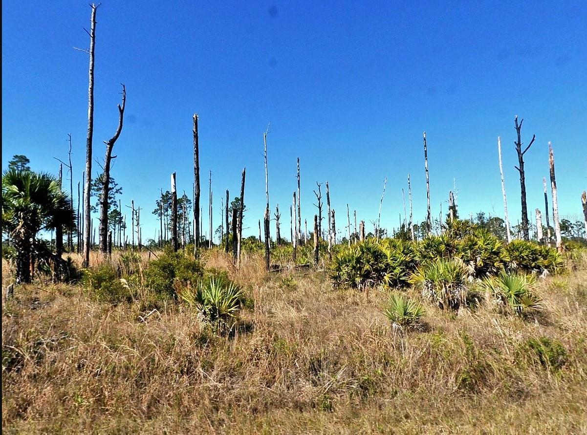 Photo of Listing #N6137856