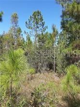 Photo of Listing #O6078911