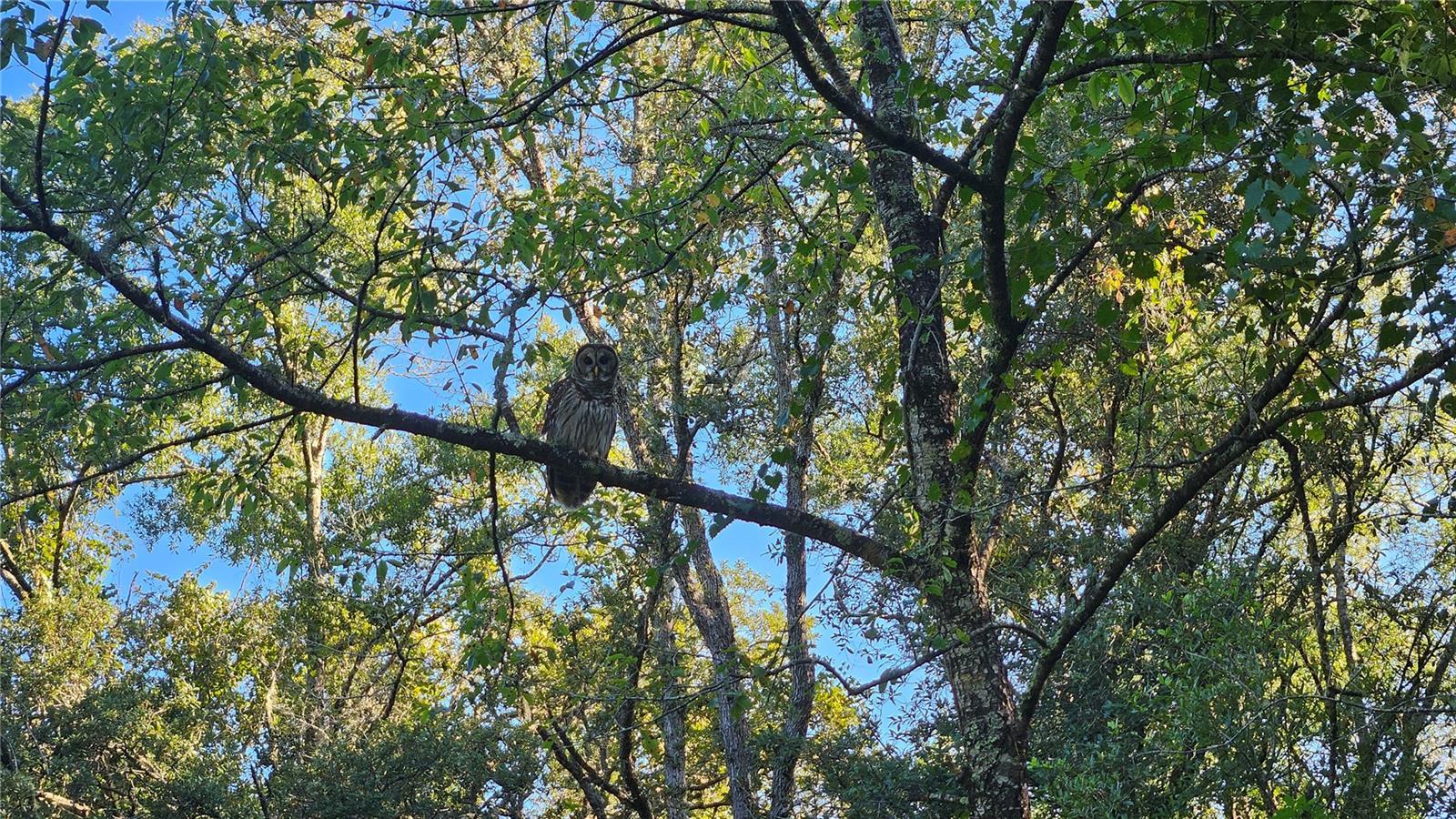 Photo of Listing #OM685125