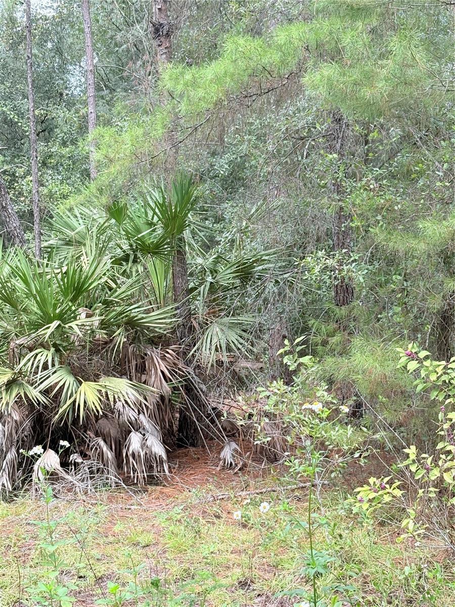 Photo of Listing #OM709327