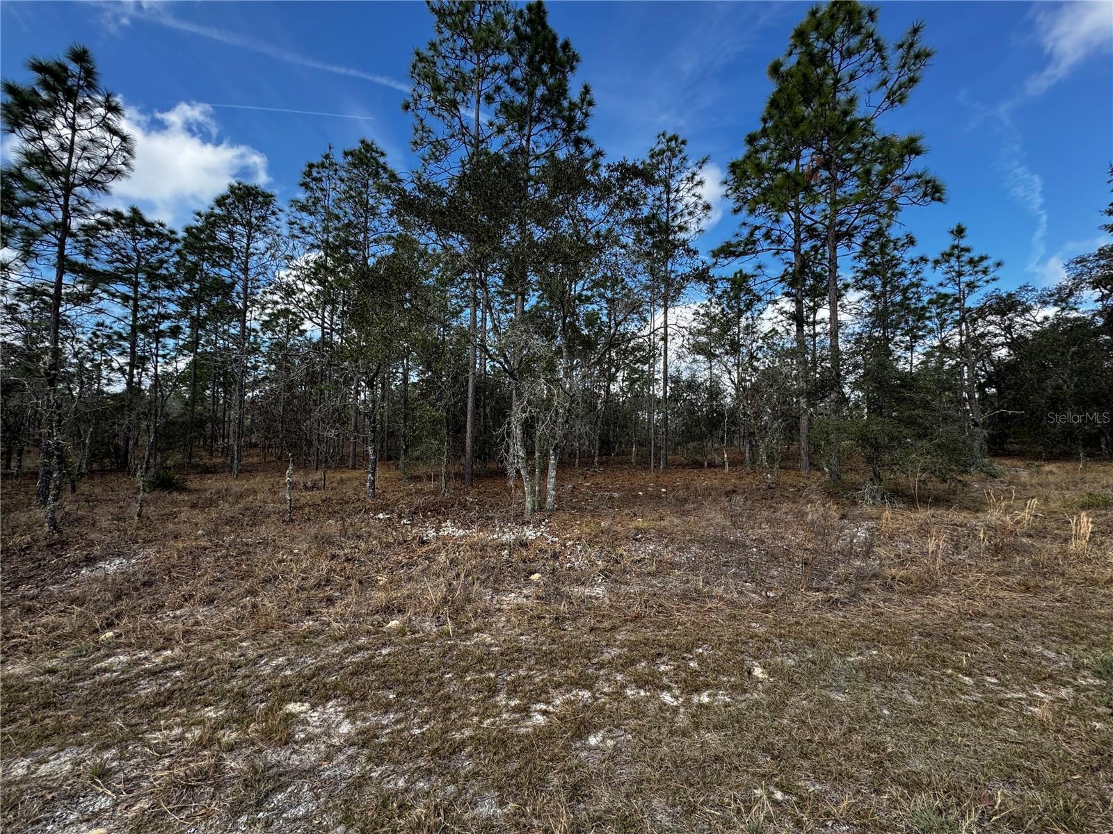 Photo of Listing #TB8350764